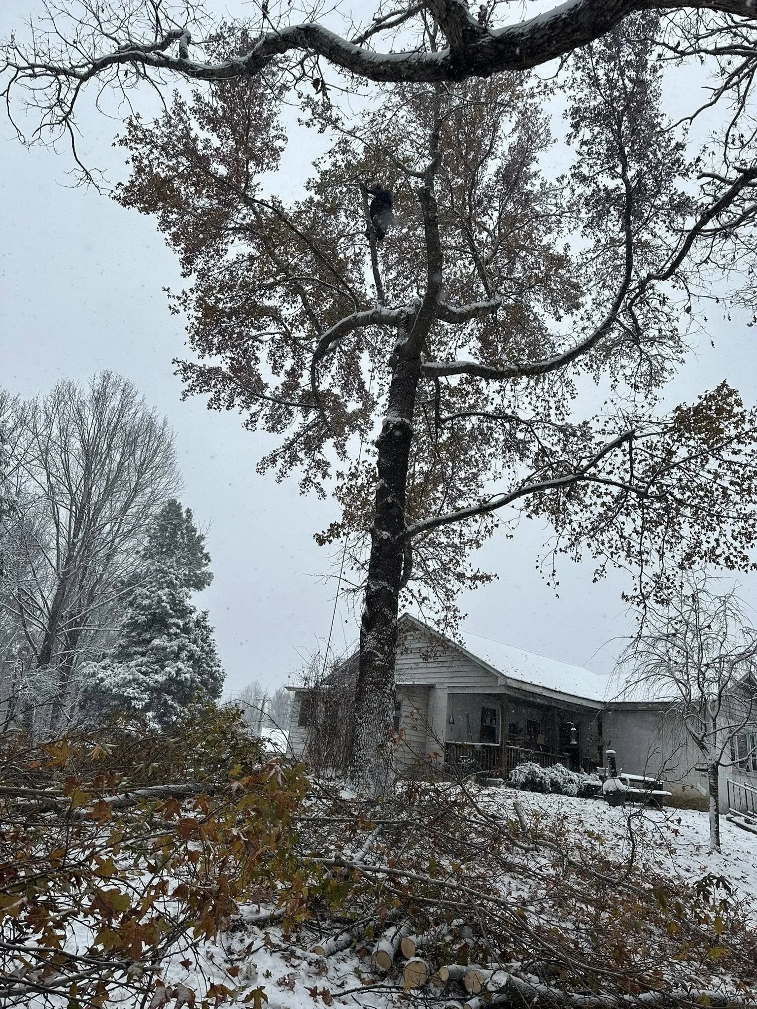 A snowy outdoor scene with a large, snow-covered tree in the foreground, fallen branches and logs on the ground, and a house with a porch in the background.