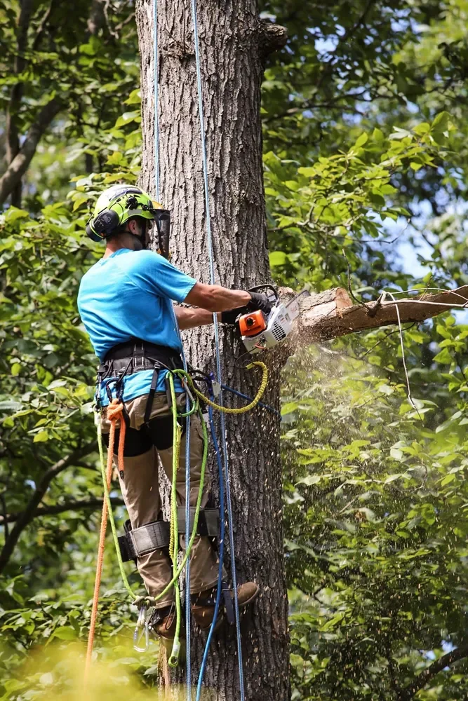 A man in safety gear is cutting a tree branch with a chainsaw while climbing a tall tree surrounded by green leaves.