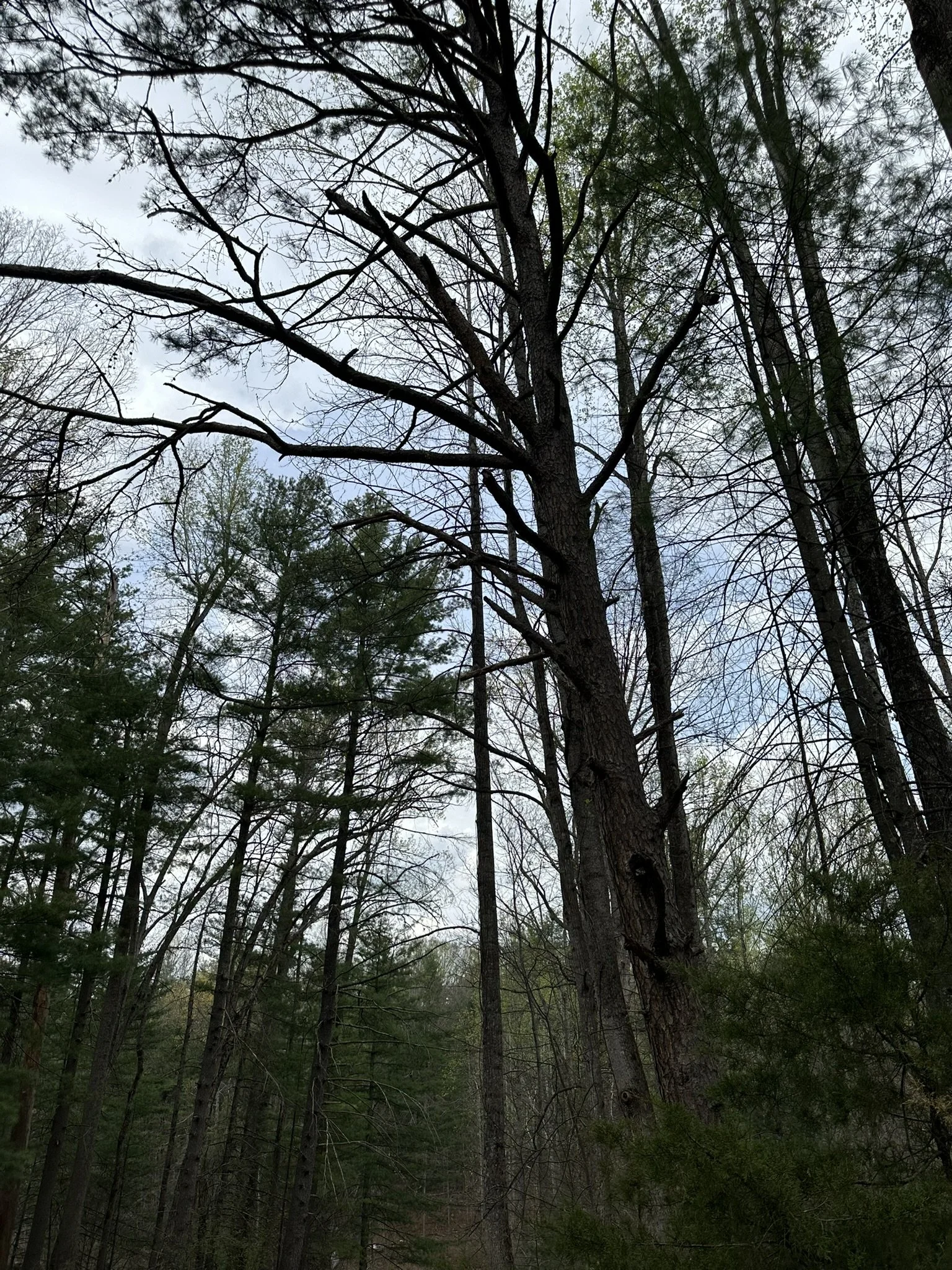 View of tall wooded forest with mostly leafless trees, some with green foliage, under a cloudy sky.