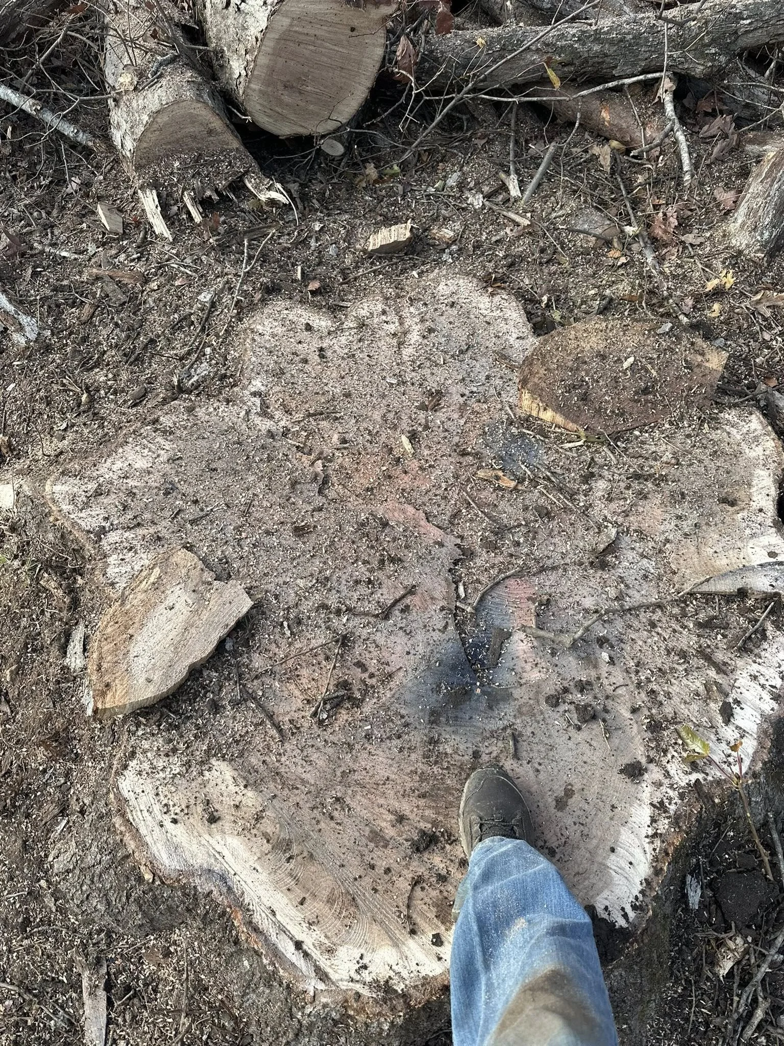 Close-up of a tree stump with dirt, wood debris, and small twigs surrounding it, with a person's foot visible in the lower right corner.