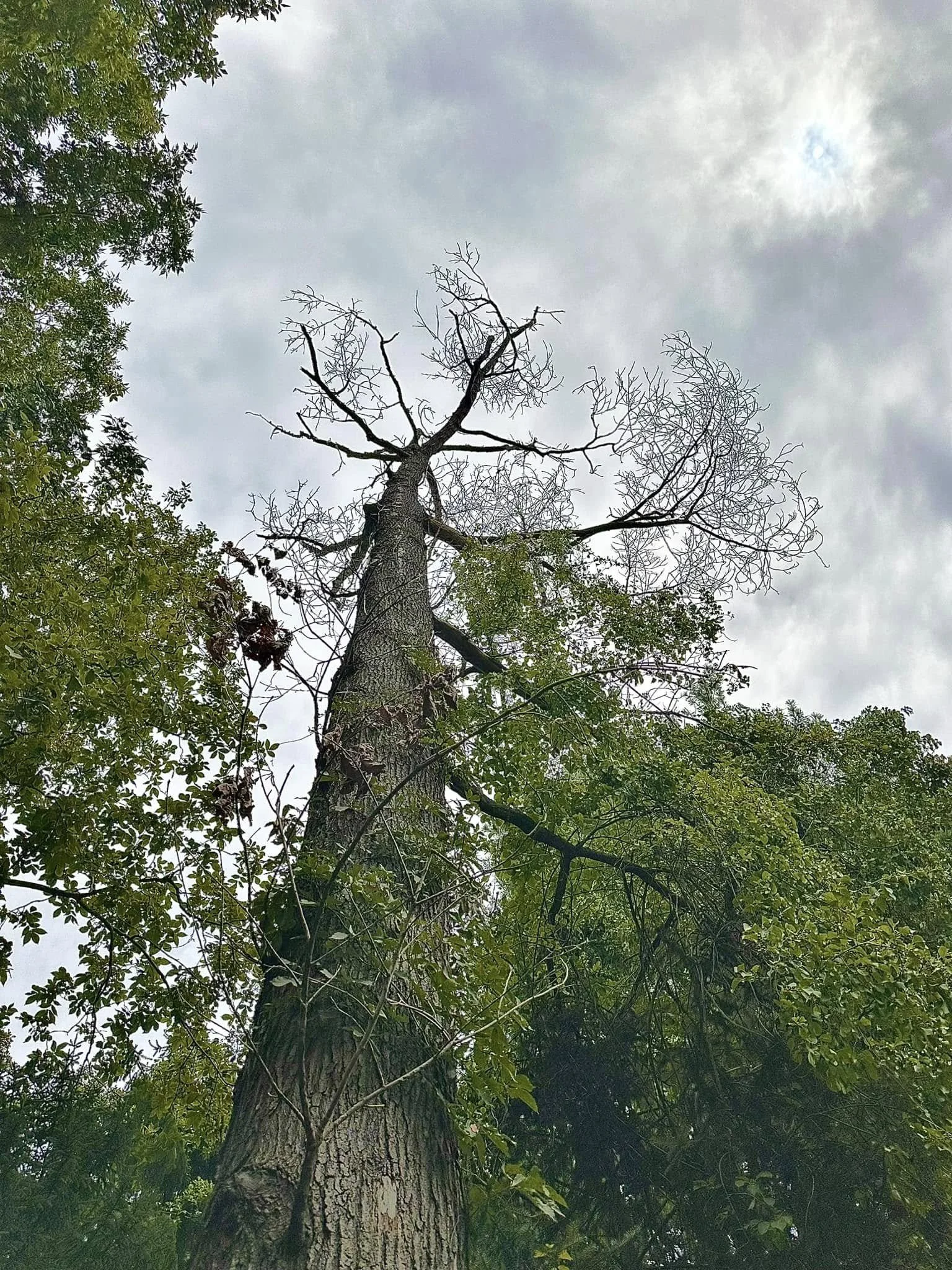 A tall tree with mostly bare branches reaches up against a cloudy sky, with some green foliage surrounding its base.