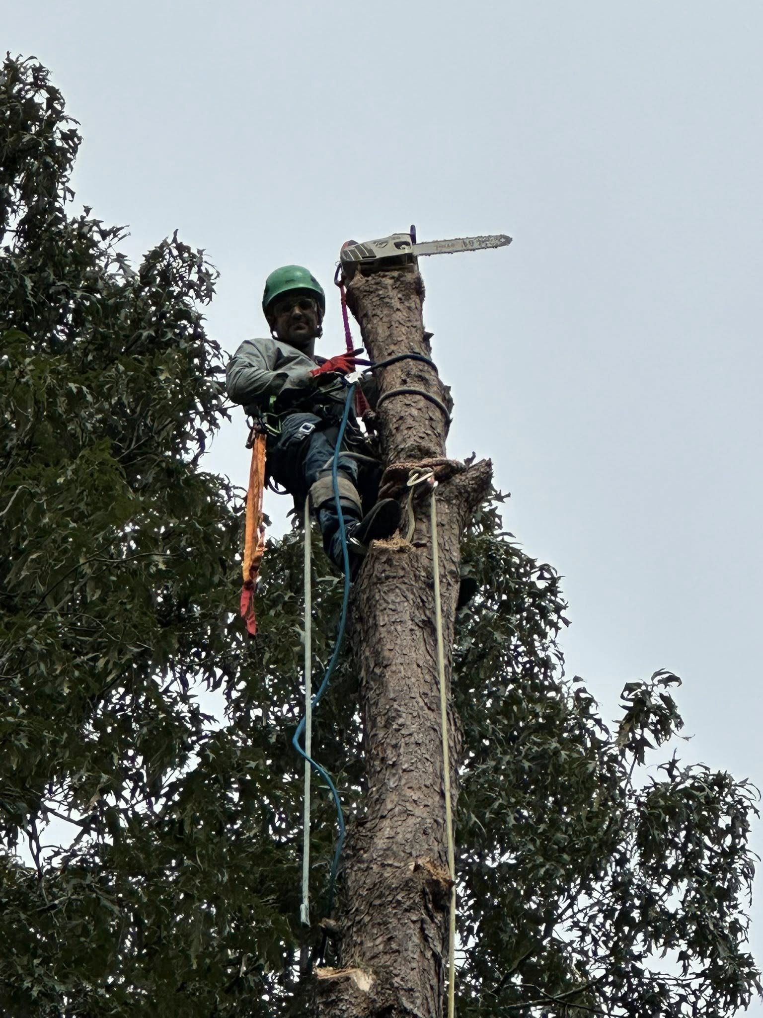 A person wearing a green helmet and safety gear climbing a tall tree with chainsaw placed on top, secured with ropes.