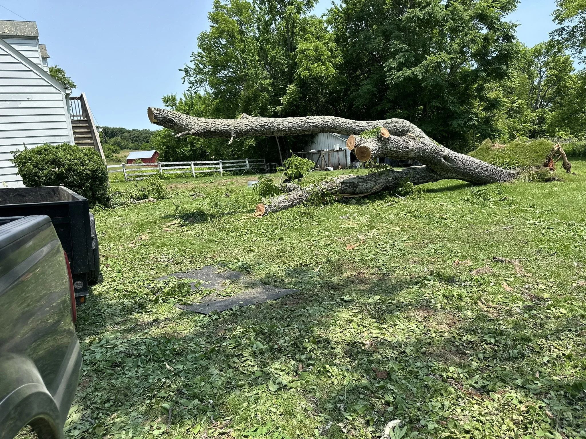 A fallen large tree in a grassy yard, with cuts on the trunk indicating it was recently felled. There are other trees and a white house to the left, and a small red barn in the background. The sky is clear and sunny.