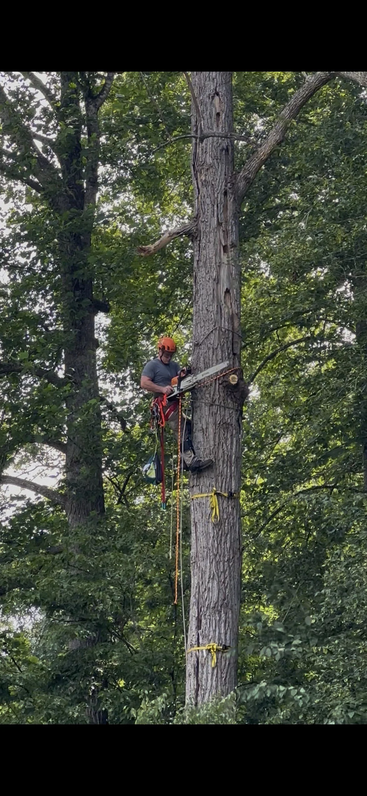 A person wearing safety gear and an orange helmet is using a chainsaw to cut a tall tree in a forested area.