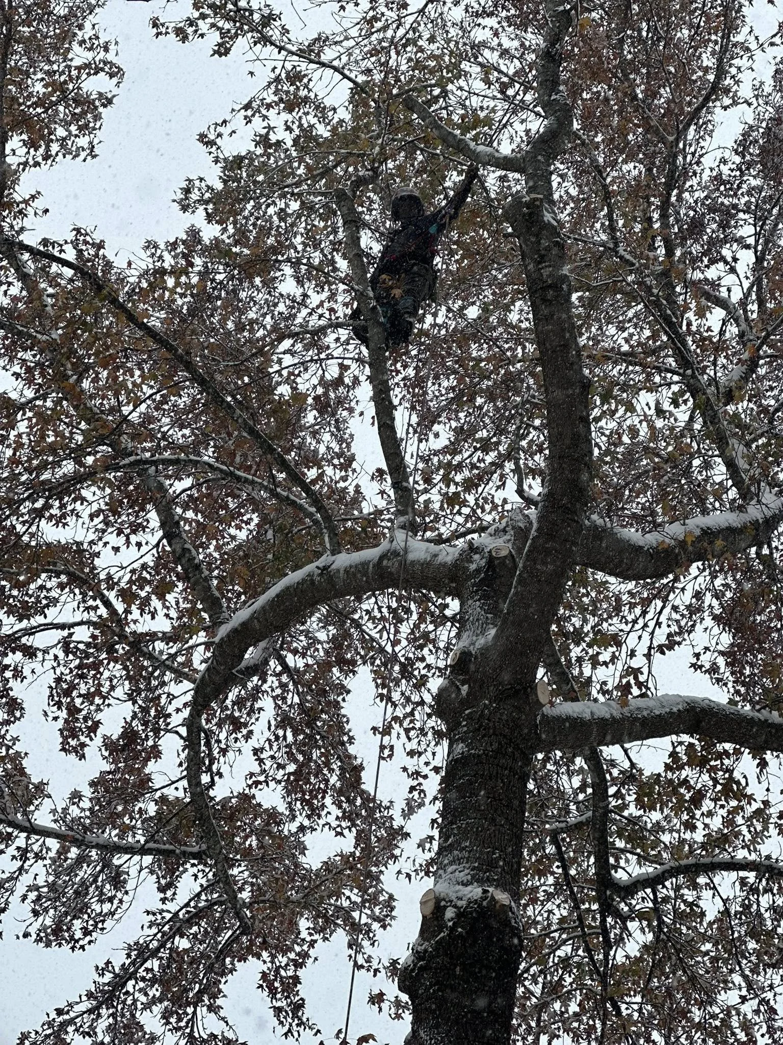 Person in safety harness climbing a snow-covered tree amidst snow falling.
