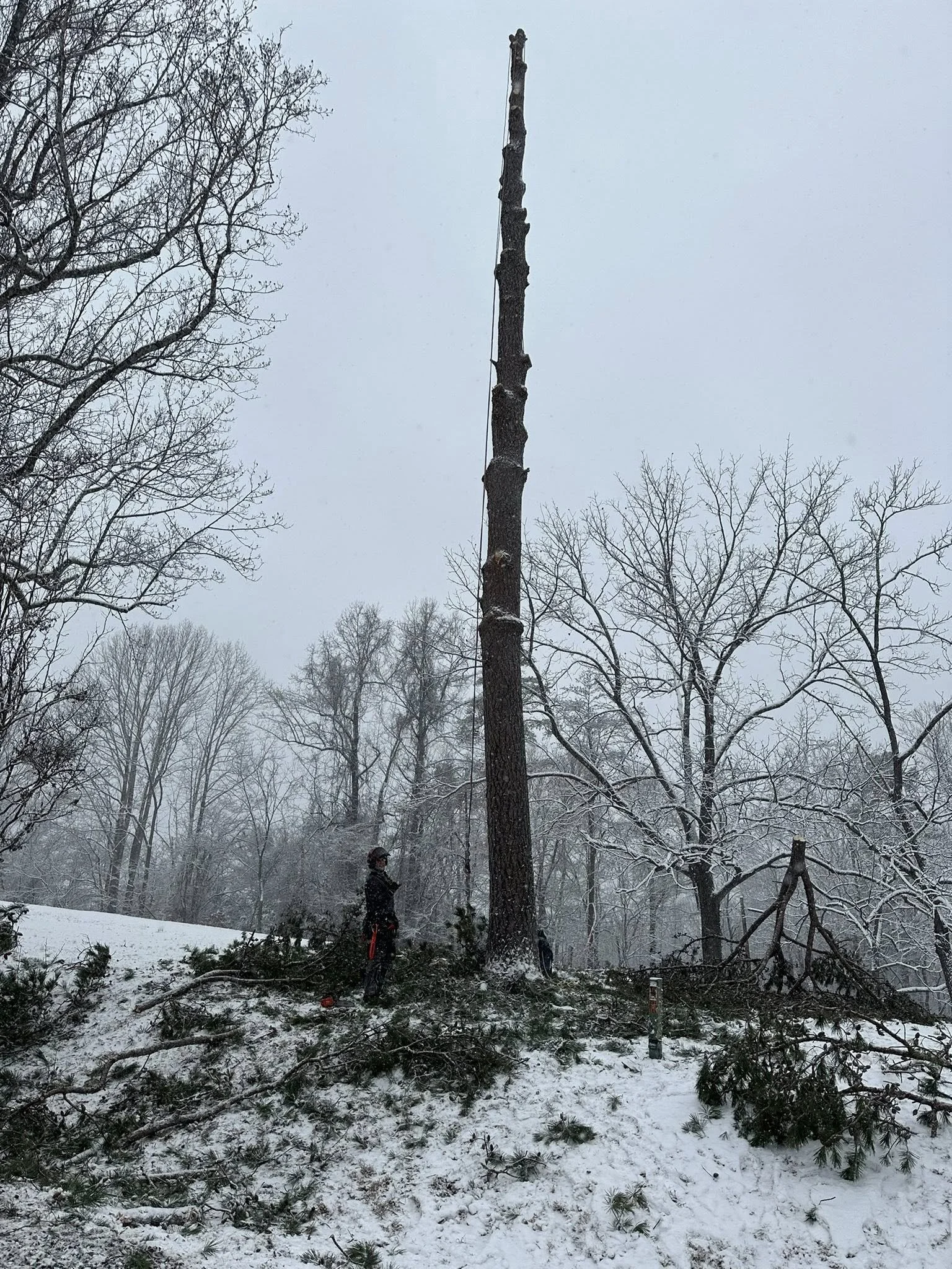 A person standing near a tall, partially felled tree in a snowy forest, with fallen branches and snow-covered ground surrounding them.