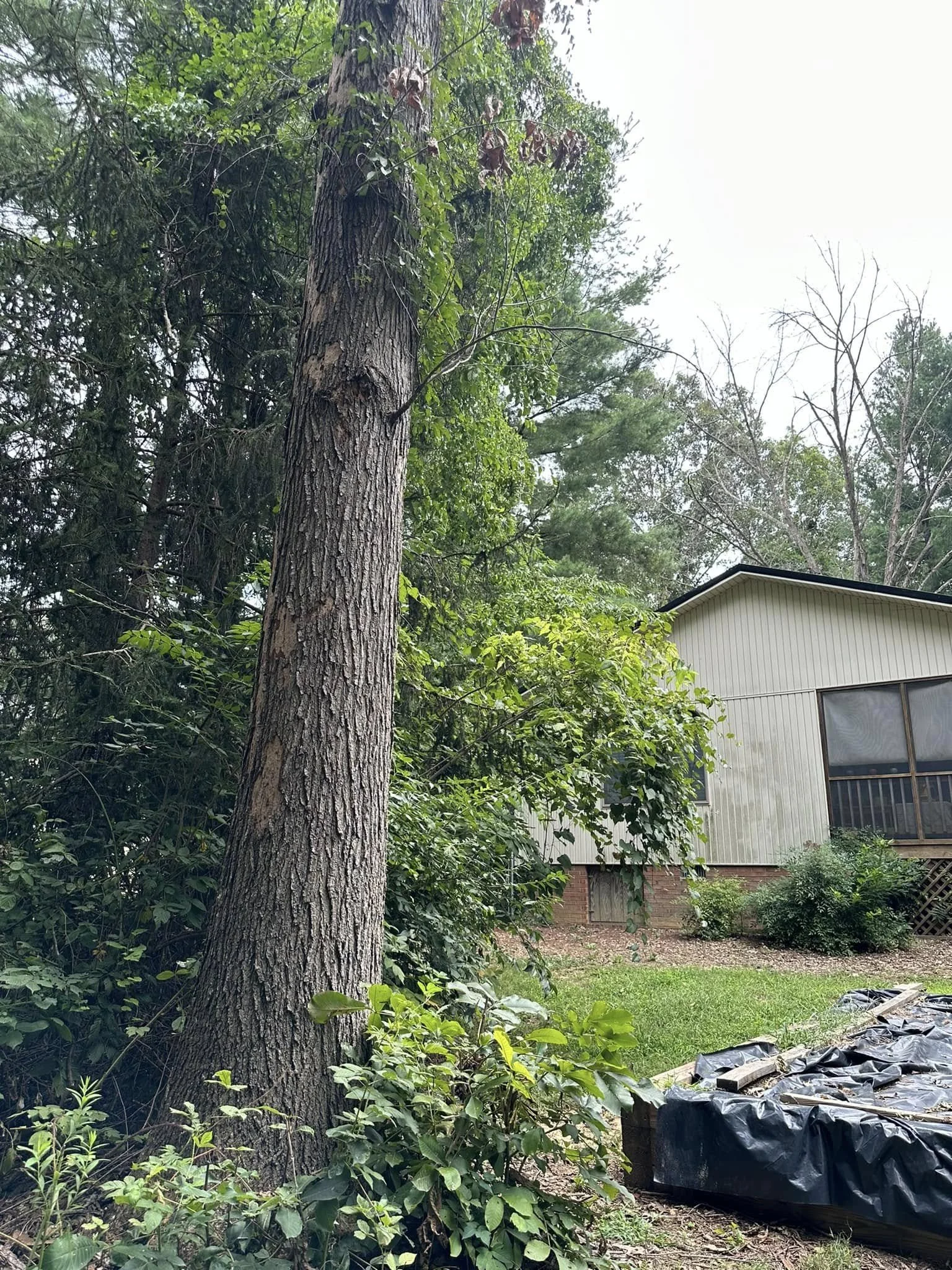 A tall tree with textured bark beside a house with white siding and a screened porch, surrounded by green shrubs and grass.