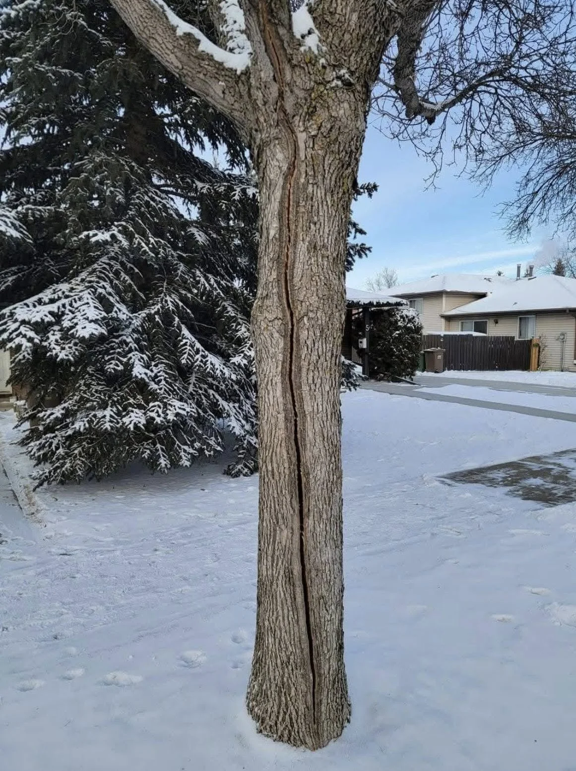 Tree with a damaged trunk and a vertical crack running from top to bottom, snow on the ground and surrounding trees, a house and pathway in the background.
