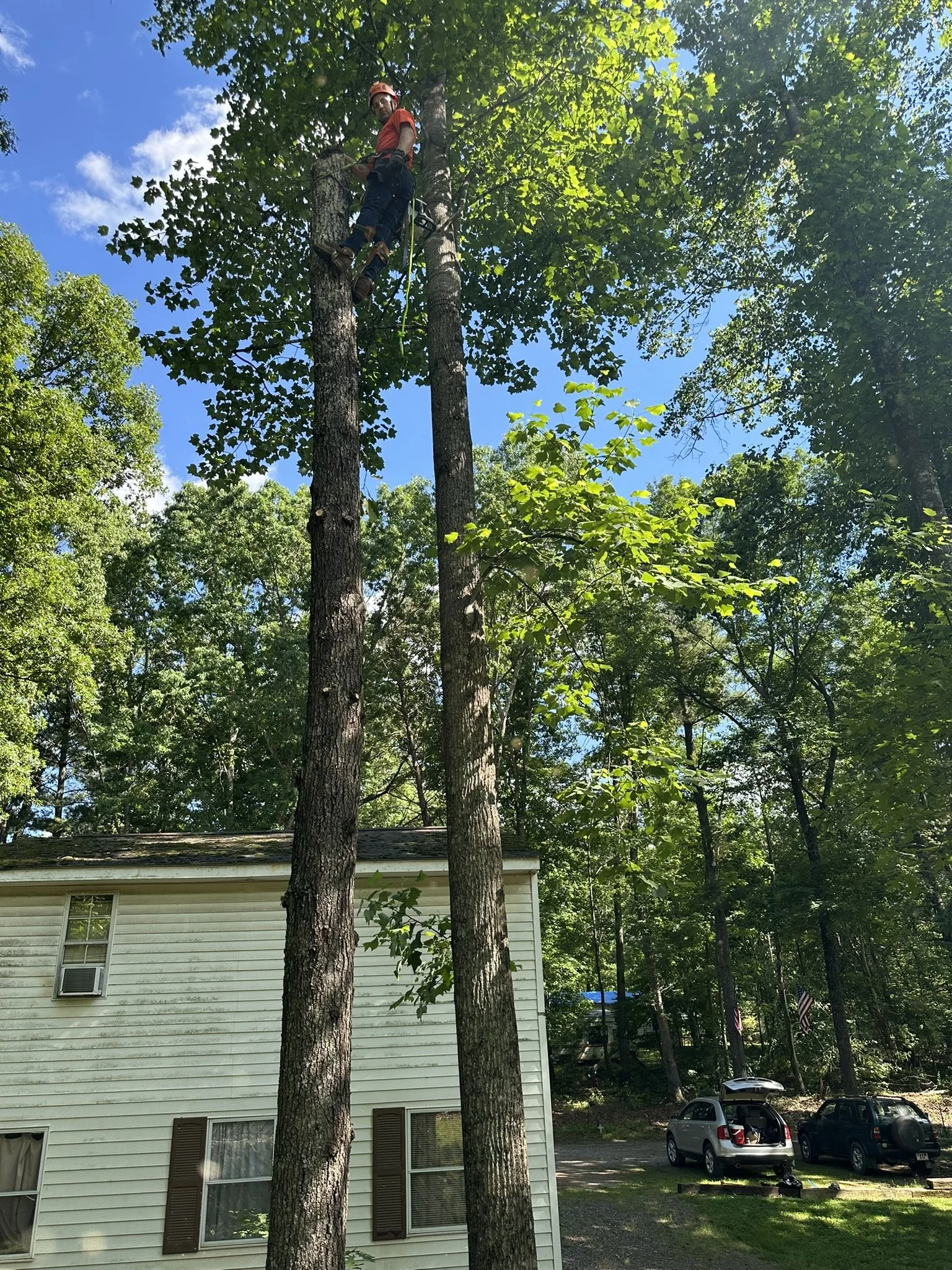 A person in safety gear and a helmet is climbing a tall tree using climbing equipment near a white house, with a wooded area and parked cars in the background.