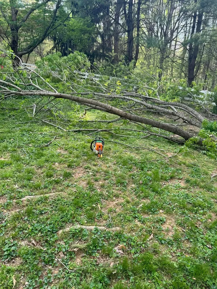 Fallen tree limbs across a grassy area in a wooded forest, with a chainsaw lying on the ground in the foreground.