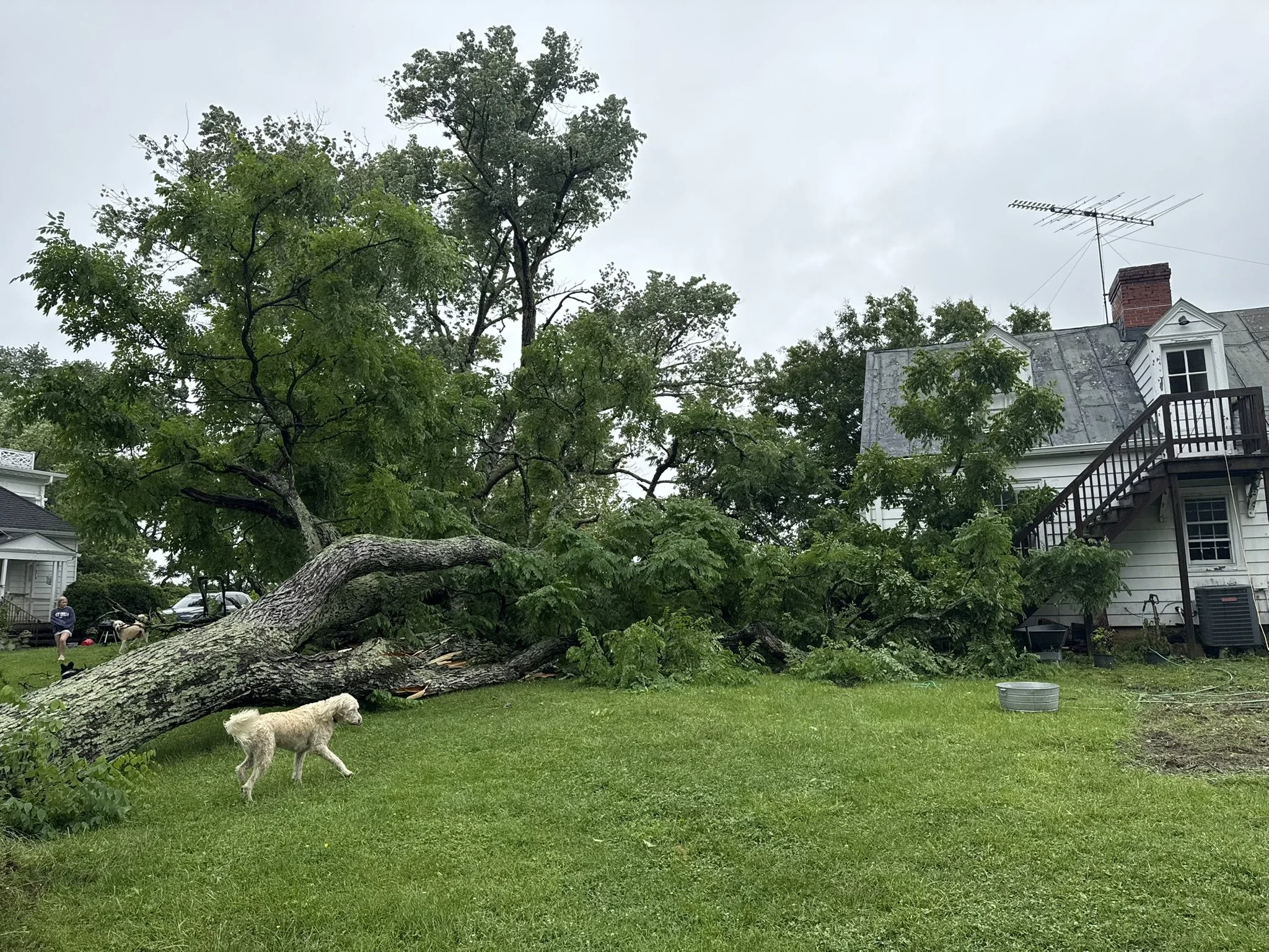 A large tree has fallen in a yard, damaging part of a white house with a metal roof. The yard has green grass and there is a dog in the foreground. A person with a dog is visible in the background, near the fallen tree.