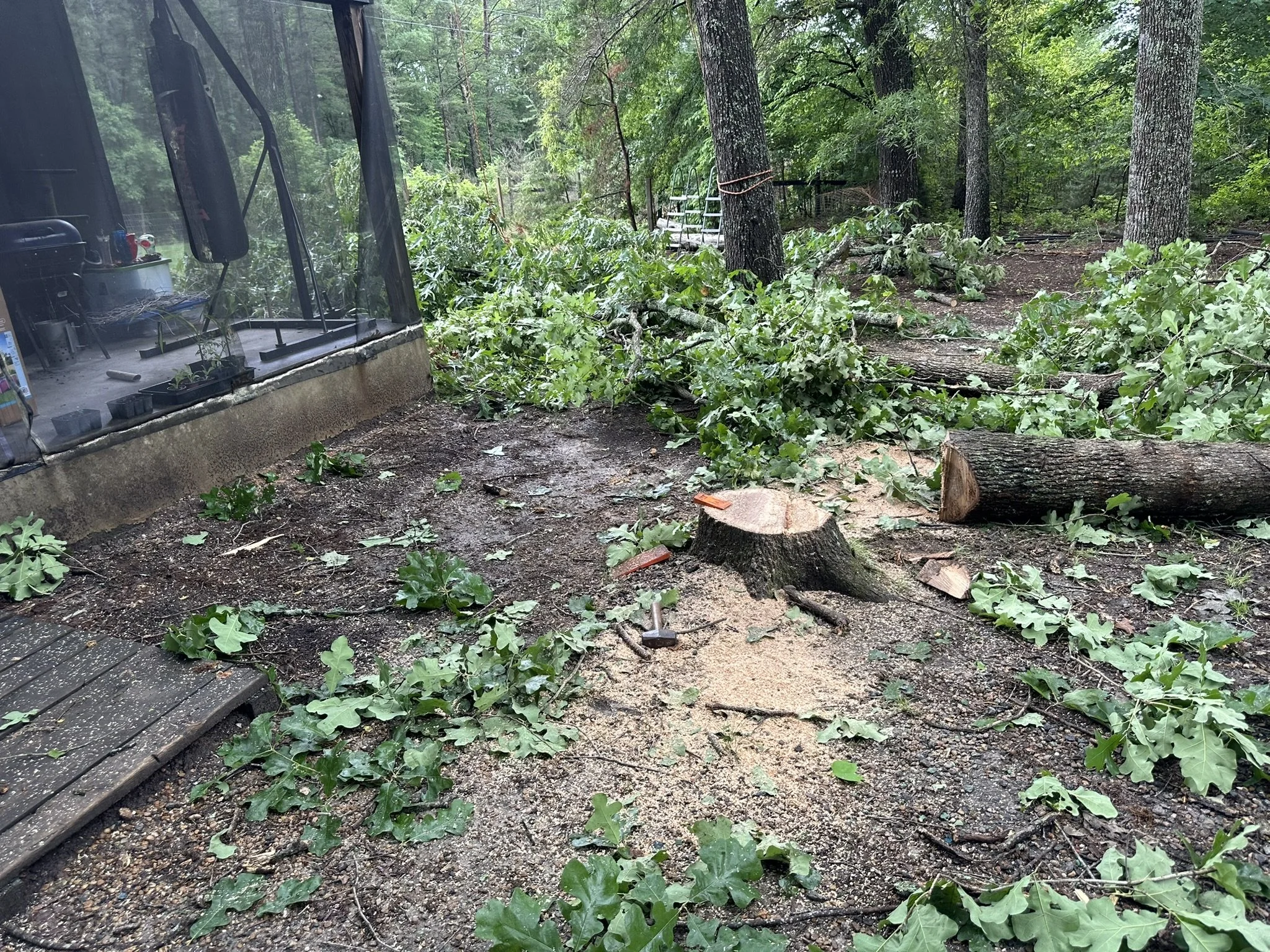A backyard with a tree stump, fallen branches, and scattered leaves next to a screened porch in a wooded area.
