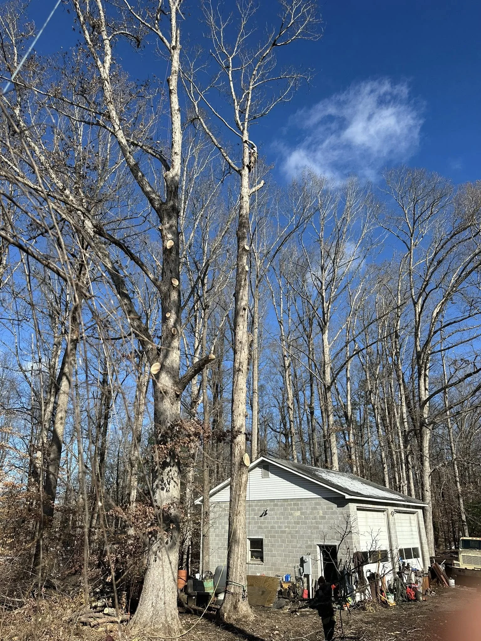 A small building with a garage door is surrounded by trees, some with visible cuts in the trunks, under a bright blue sky with a few clouds.