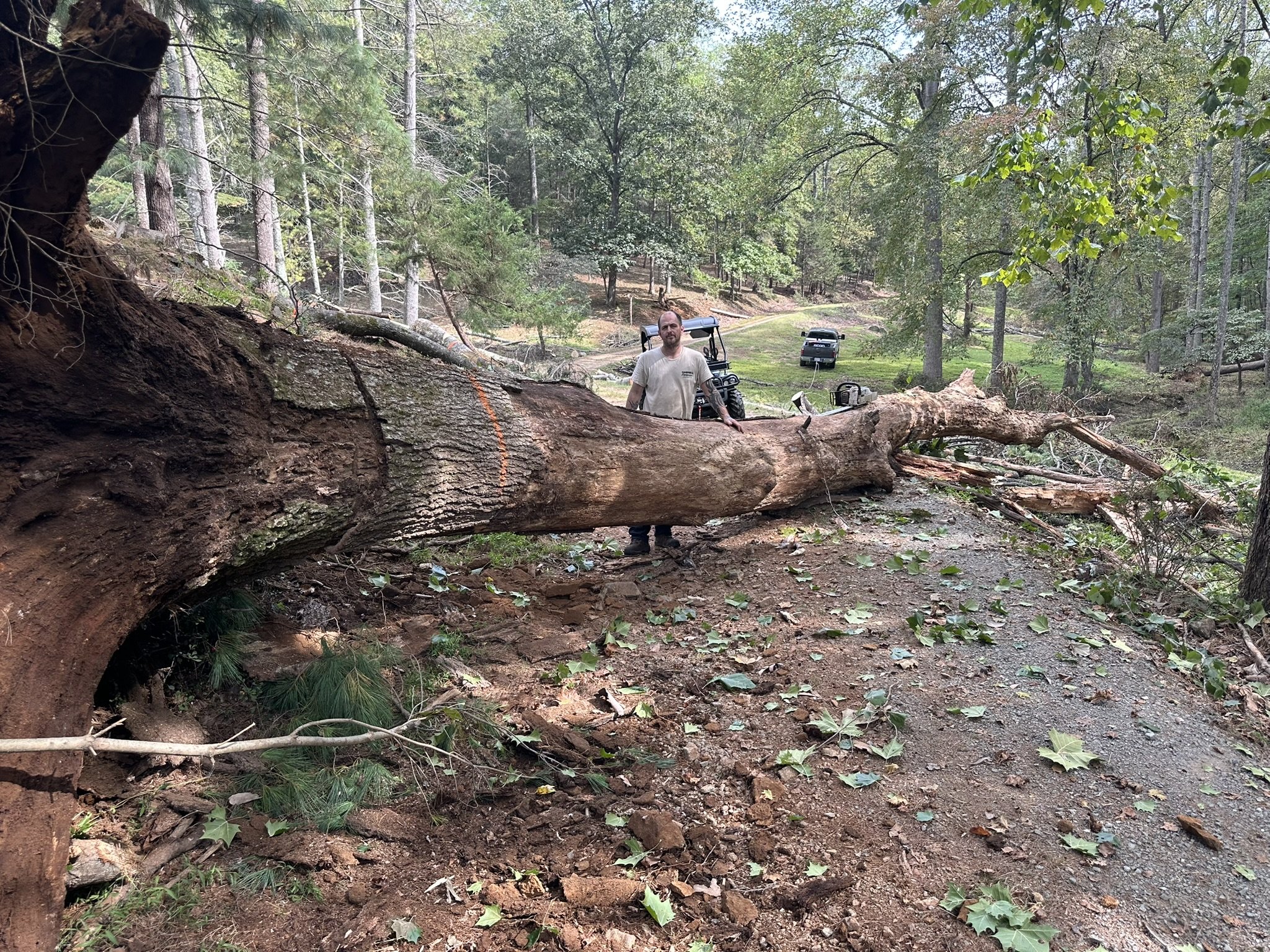 A large fallen tree blocks a dirt and gravel path in a forest, with a man standing next to it. There are trees and parked vehicles in the background.