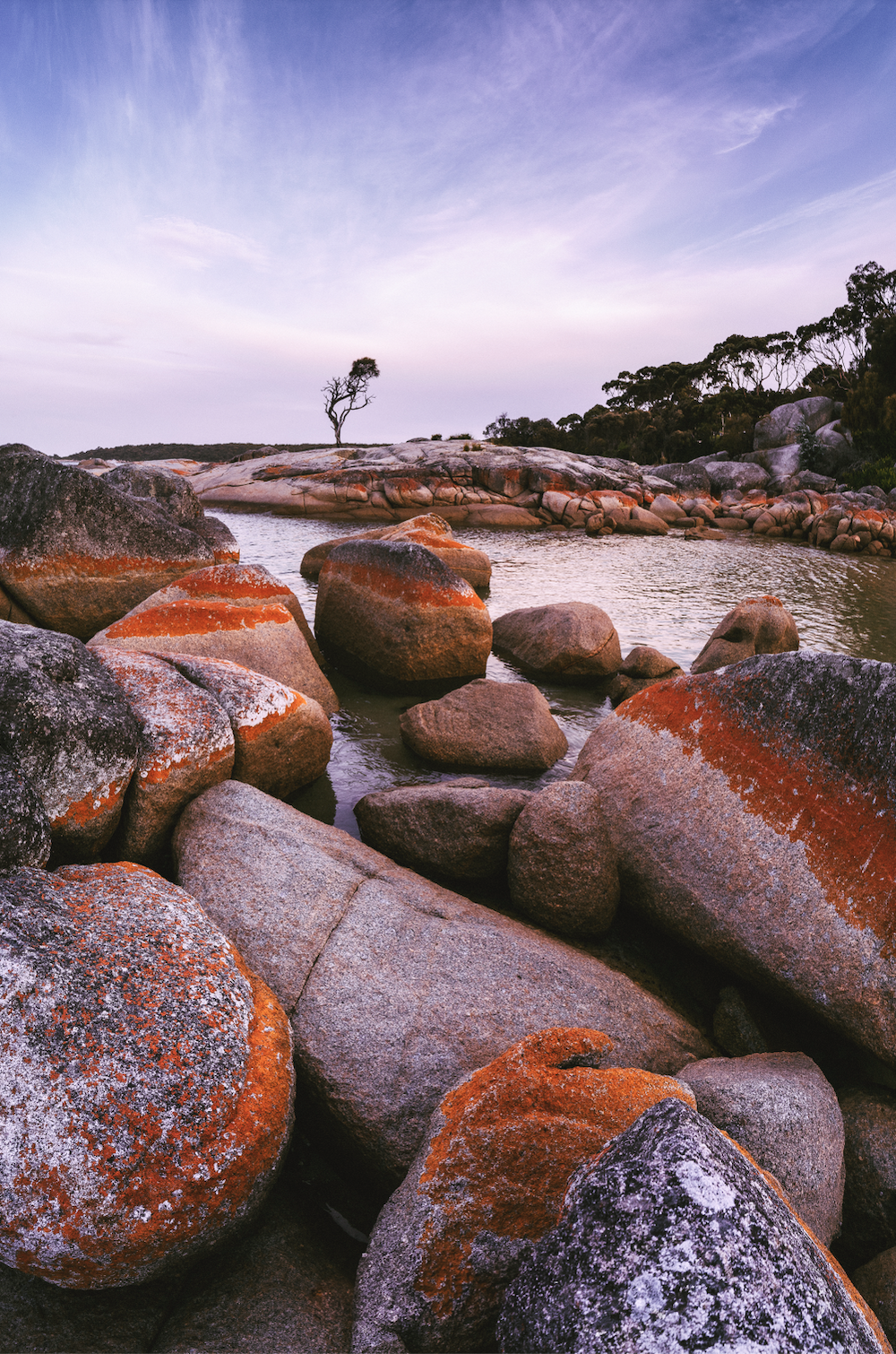 Rocky shoreline with large stones covered in orange lichen, a calm body of water, a lone tree on a small rocky island, and a distant forest under a purple and pink sky during sunset.