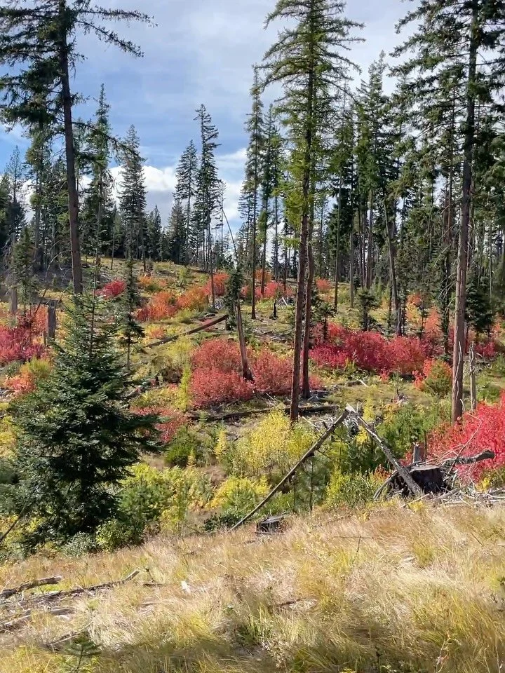Remember that walk I told you about? This was it&hellip;the best inspiration for my floral designs is what I see out here&hellip;🤍🍂