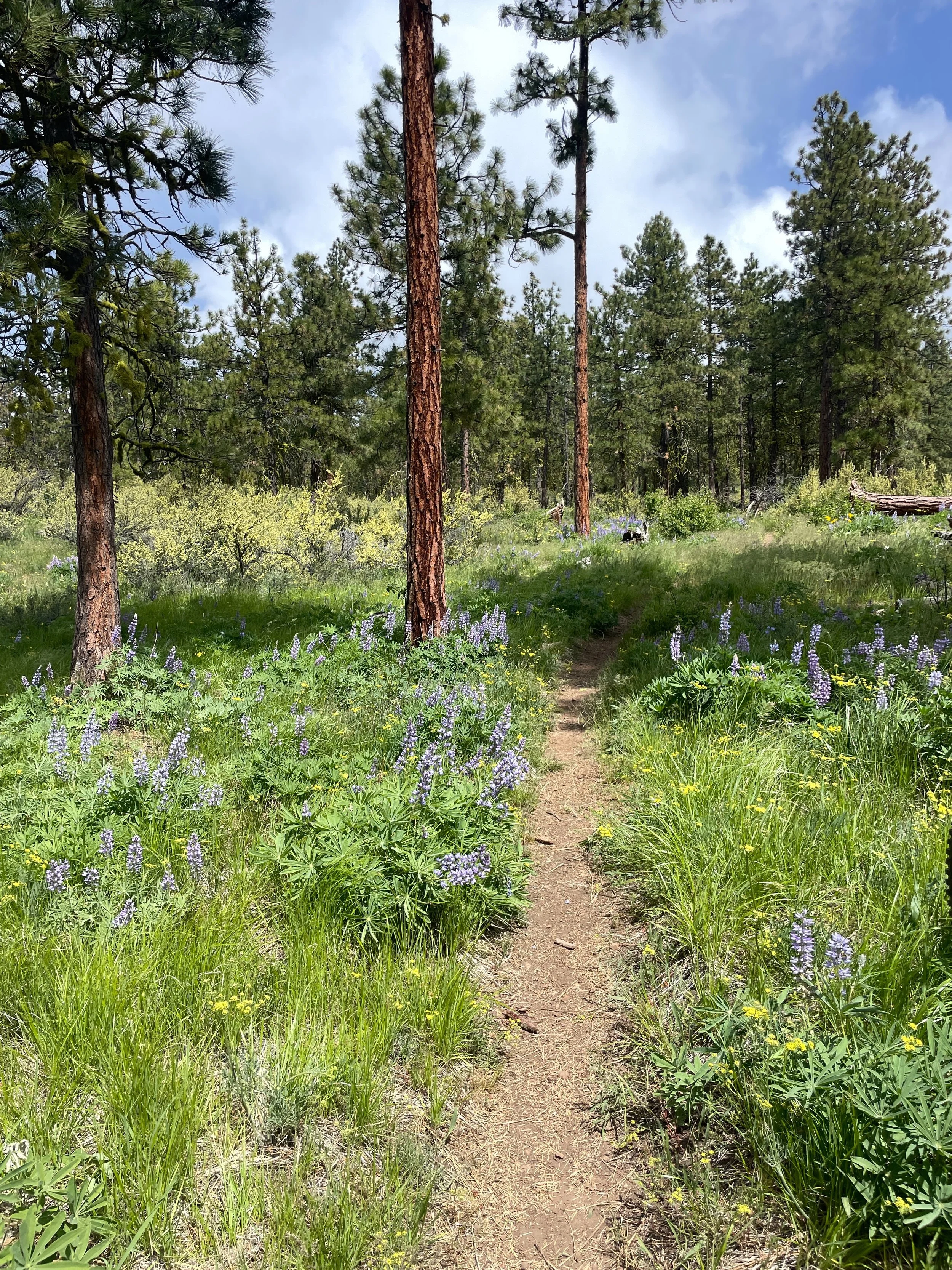 Taking advantage of the spring lupine &amp; balsamroot in full bloom ☀️