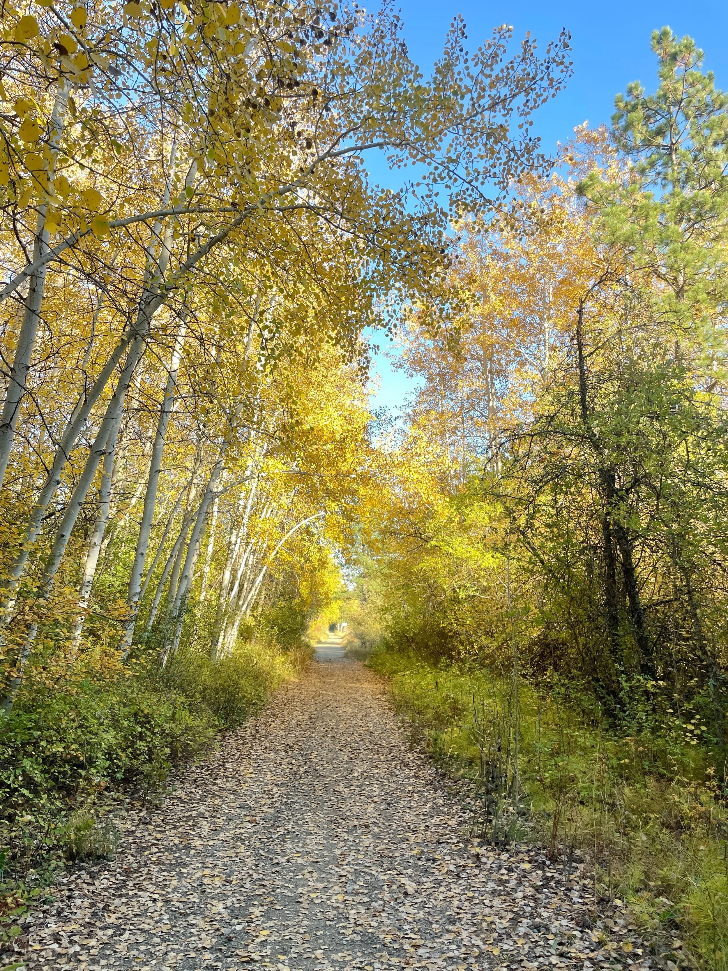 It&rsquo;s the season of GOLD ✨✨✨
I love when the leaves start to change colors &amp; fall, drifting in the breeze to the ground so they softly crunch under each footstep I take. The robin&rsquo;s nests finally become visible, like pulling back a cur