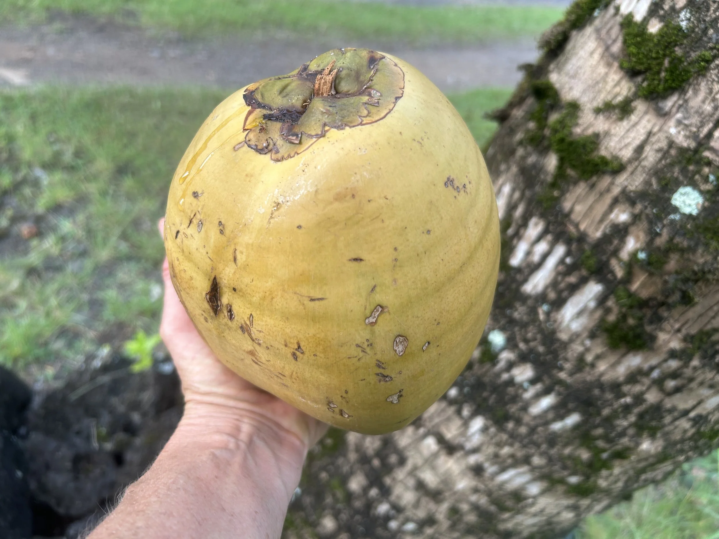 A Nutrient Dense Food:  Coconut