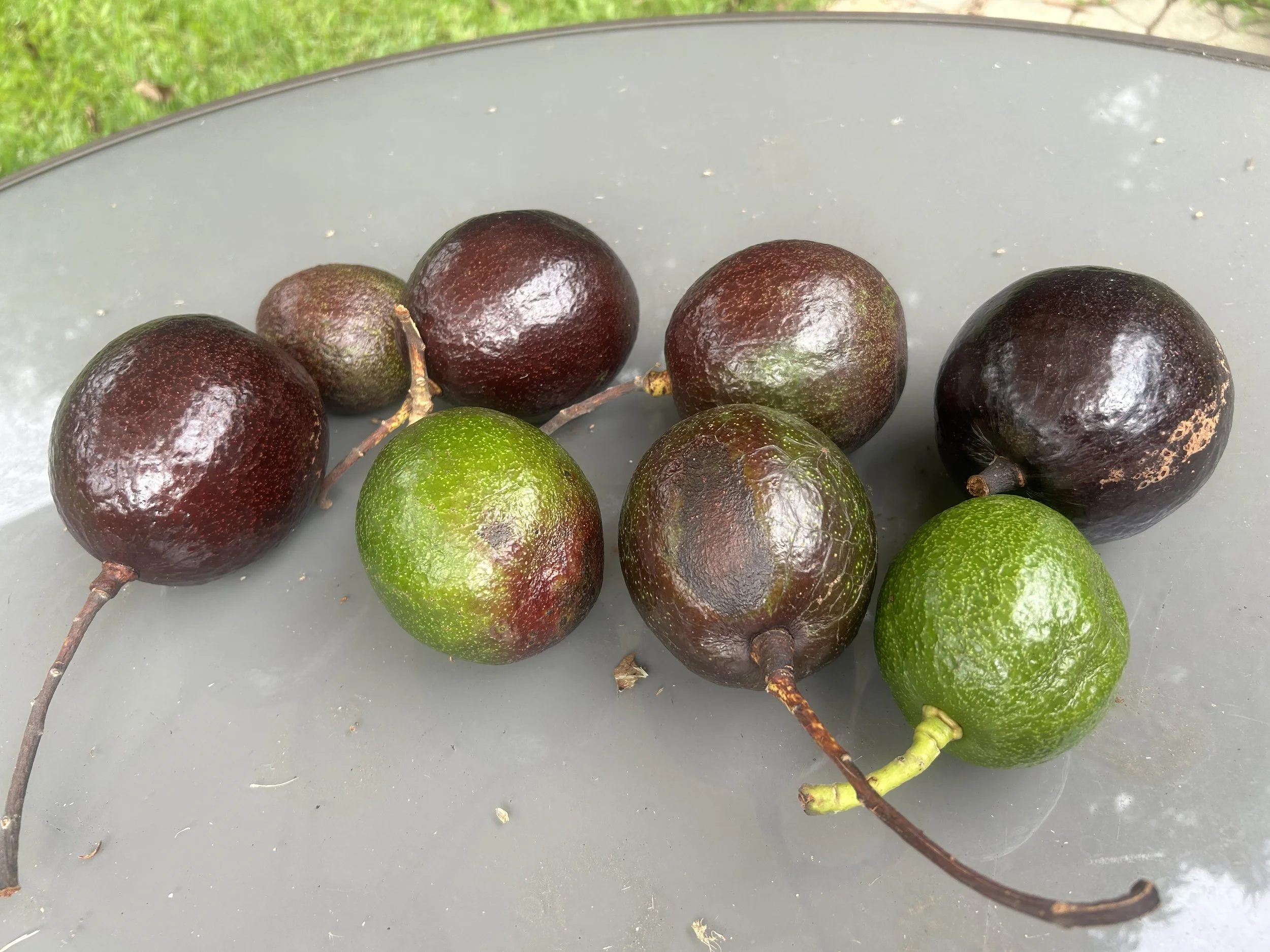 Abundance of Avocados