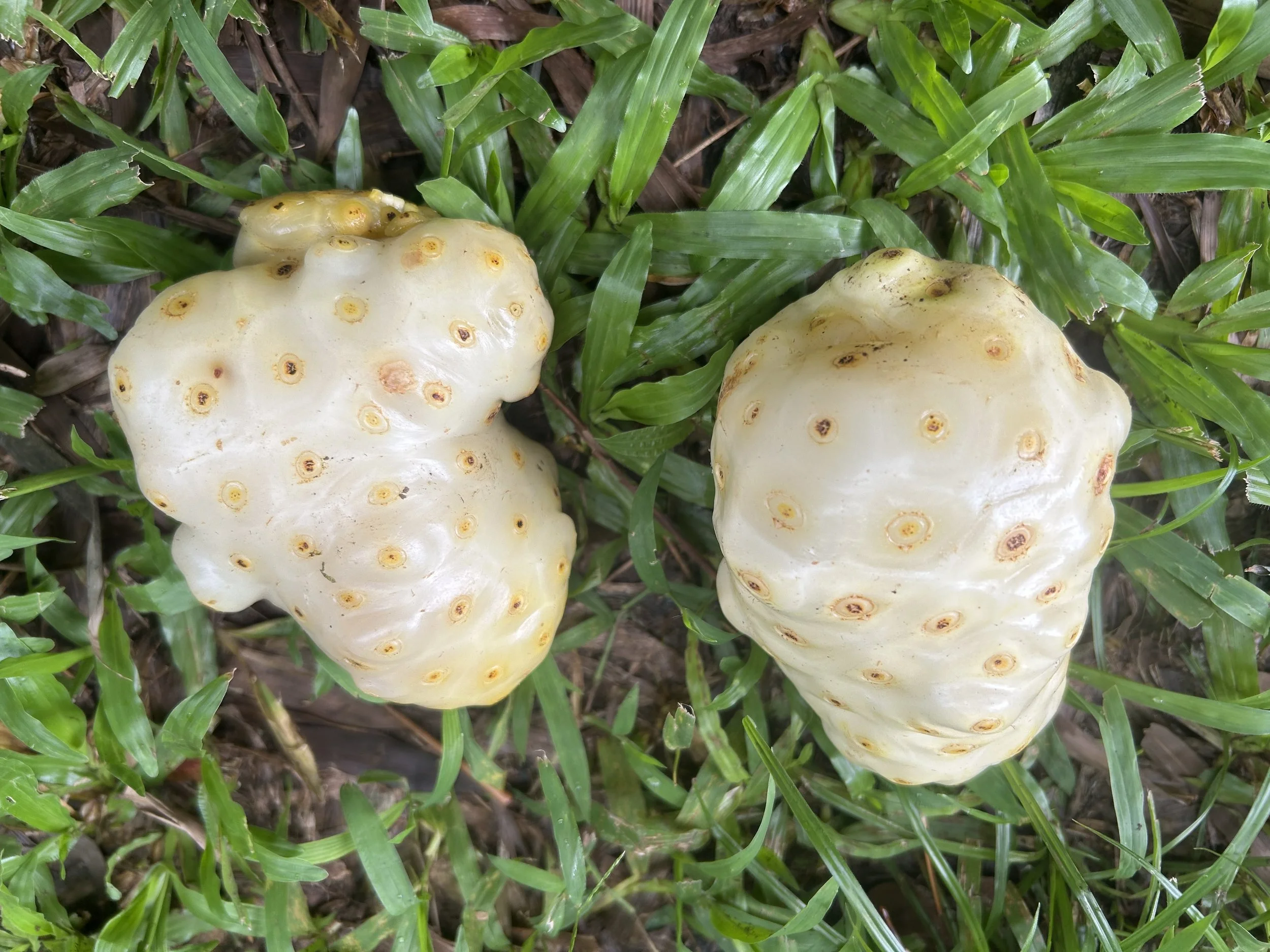 What Is Noni?