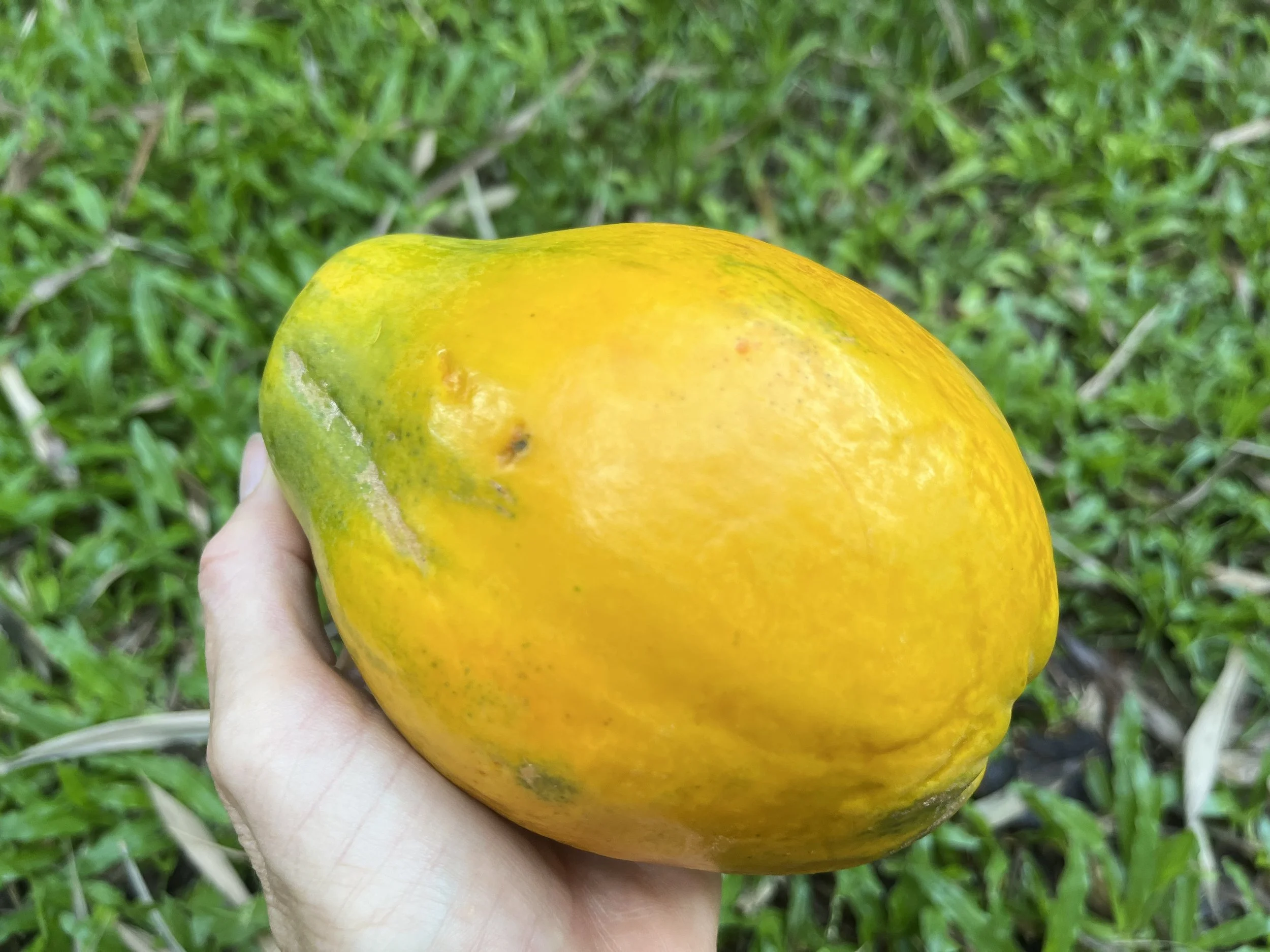 Papaya