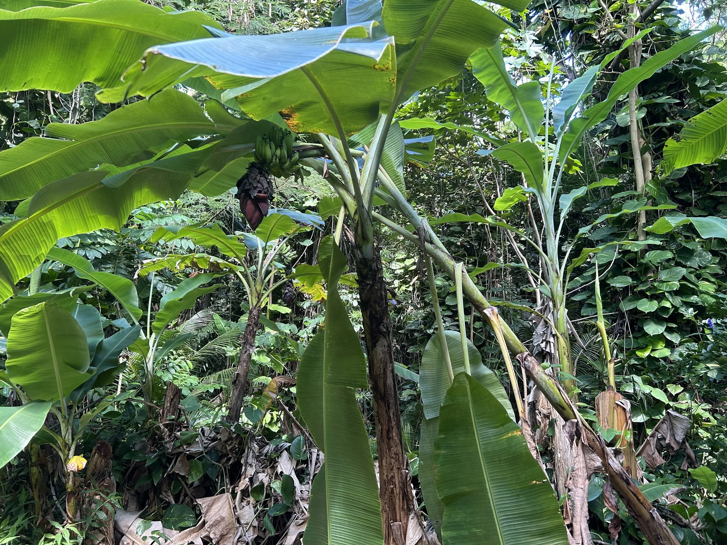 What’s So Great About Banana Plants?