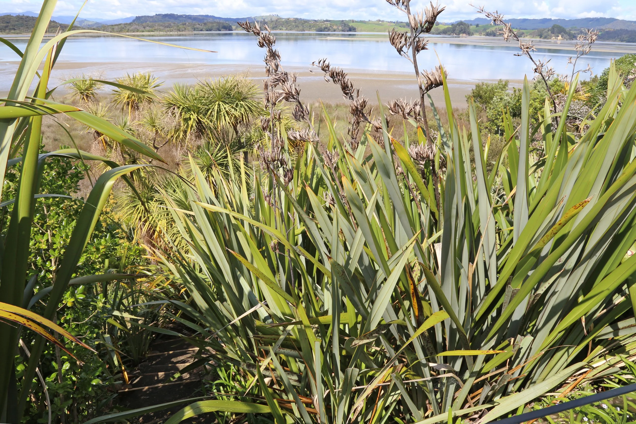 harbour access through flax bushes