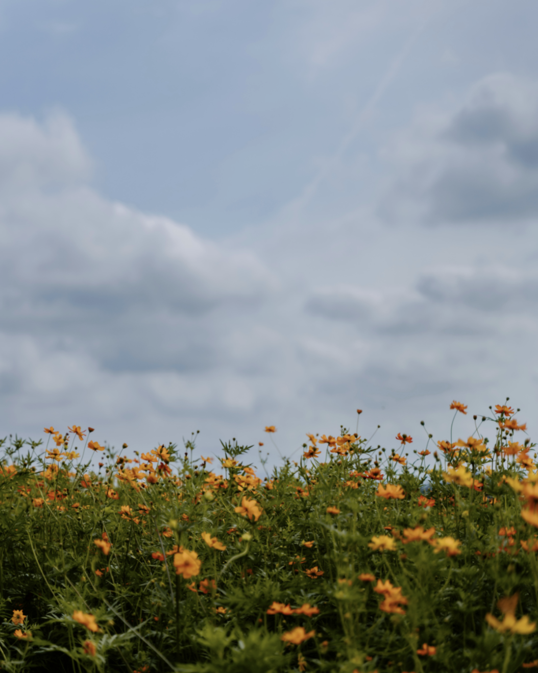 Navigating Grief after Loss by Suicide
