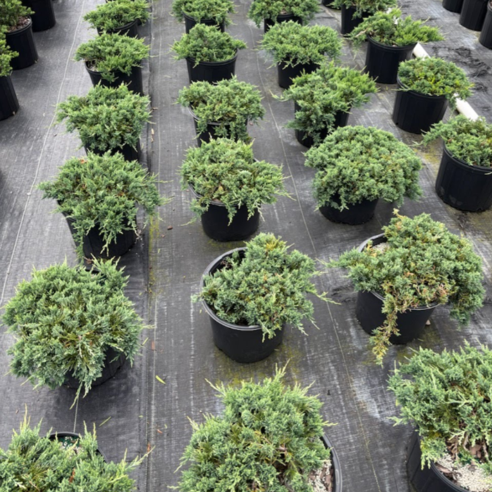 Juniper - Blue Rug — Eco Nursery