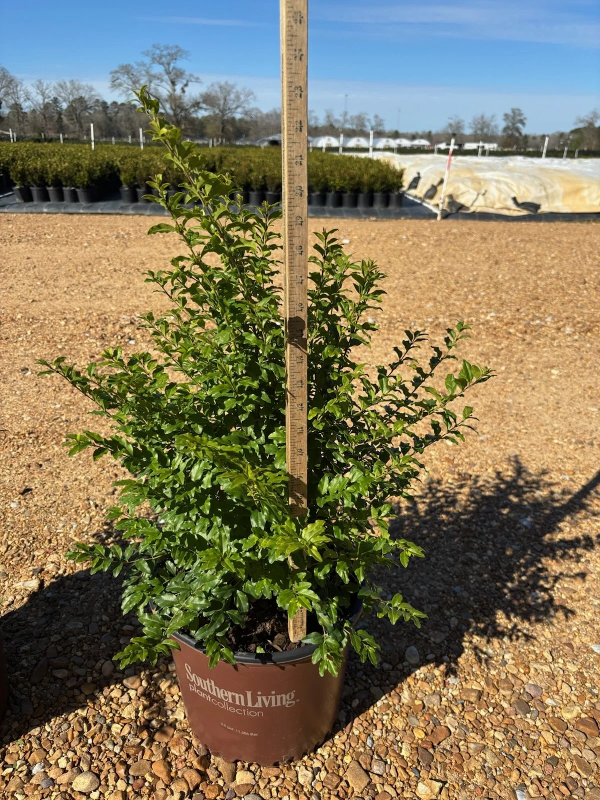 From the Field to the Landscape: Growing Sunshine Ligustrum with Long-Term Performance in Mind