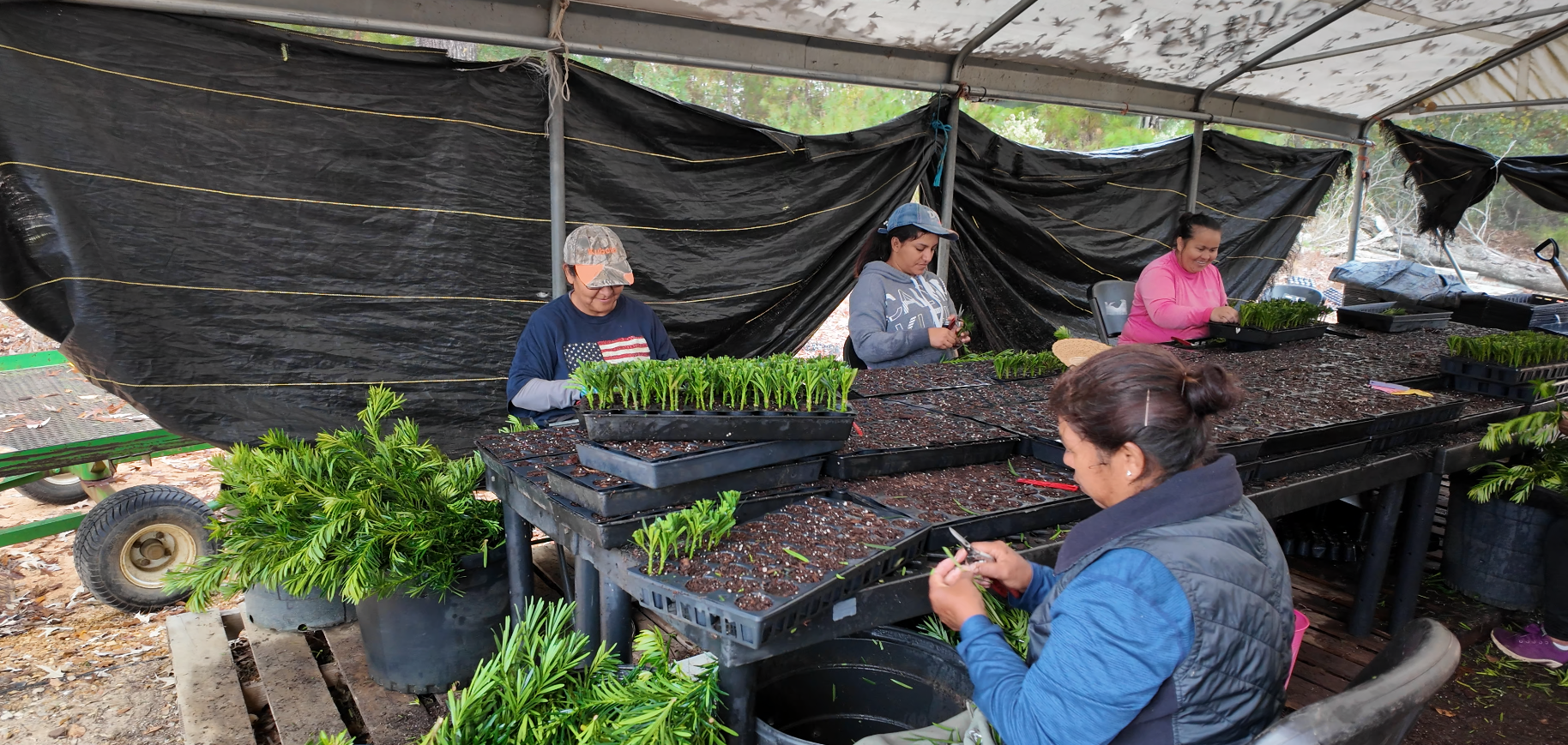 Early Growth in the Greenhouse