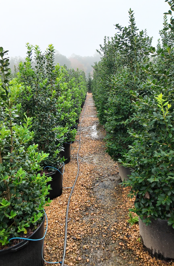 Supporting Spring Demand Through Organized Operations