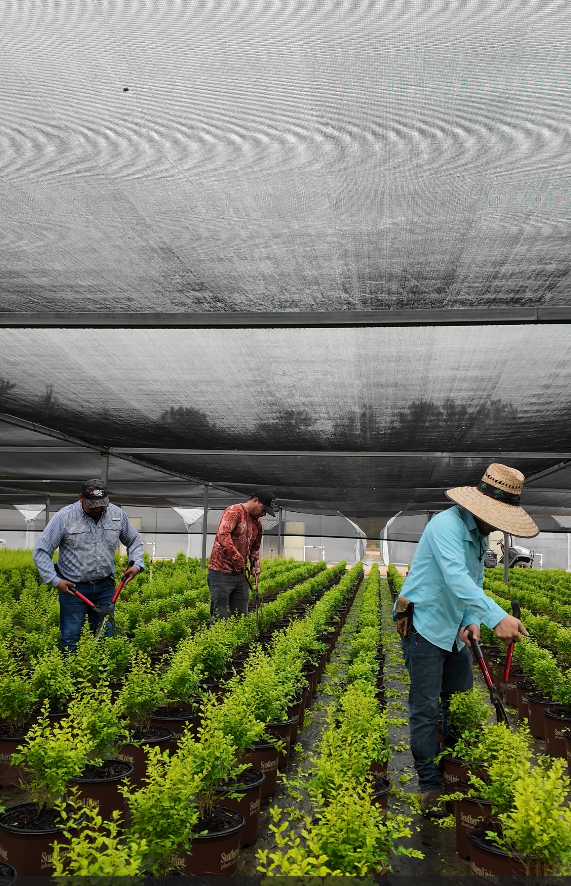 Daily Plant Care During Active Growing Season