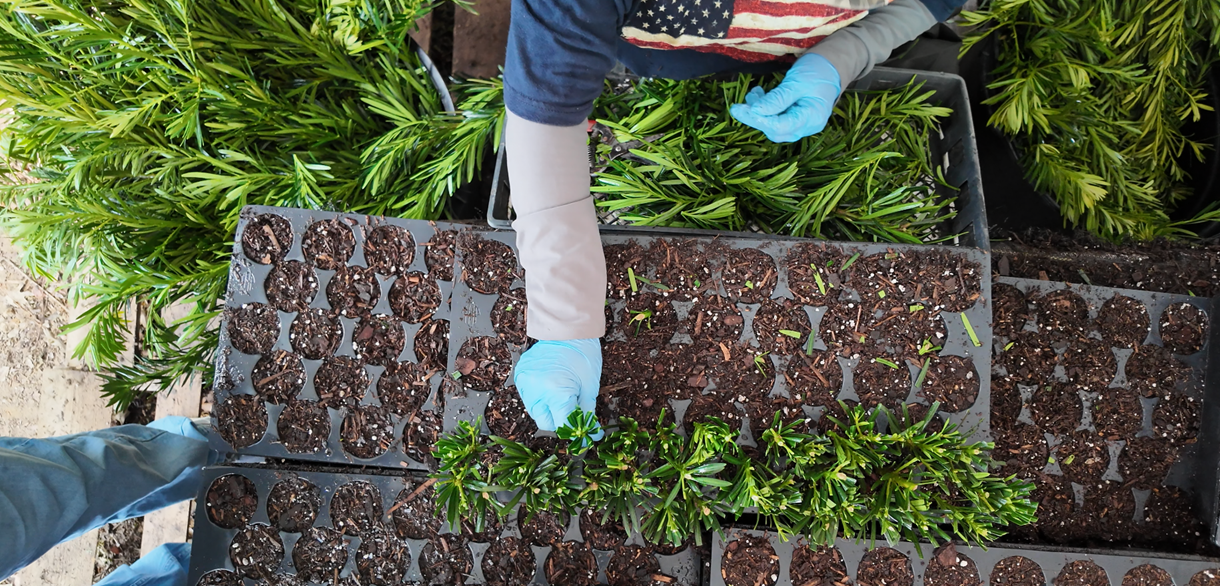 Planting and Early Development in Production