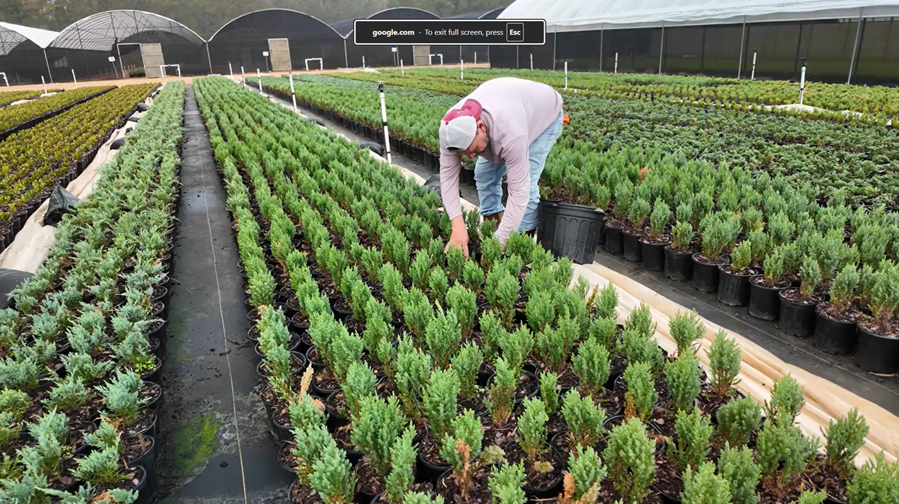 Maintaining Plant Development Through Summer