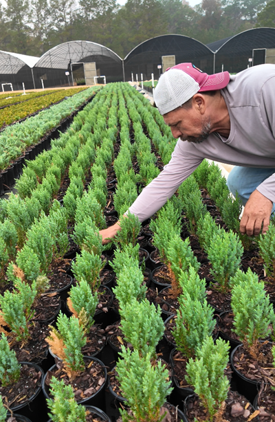 Behind the Scenes of Daily Plant Care