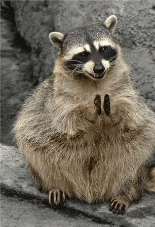 Clapping Raccoon GIF (1).gif