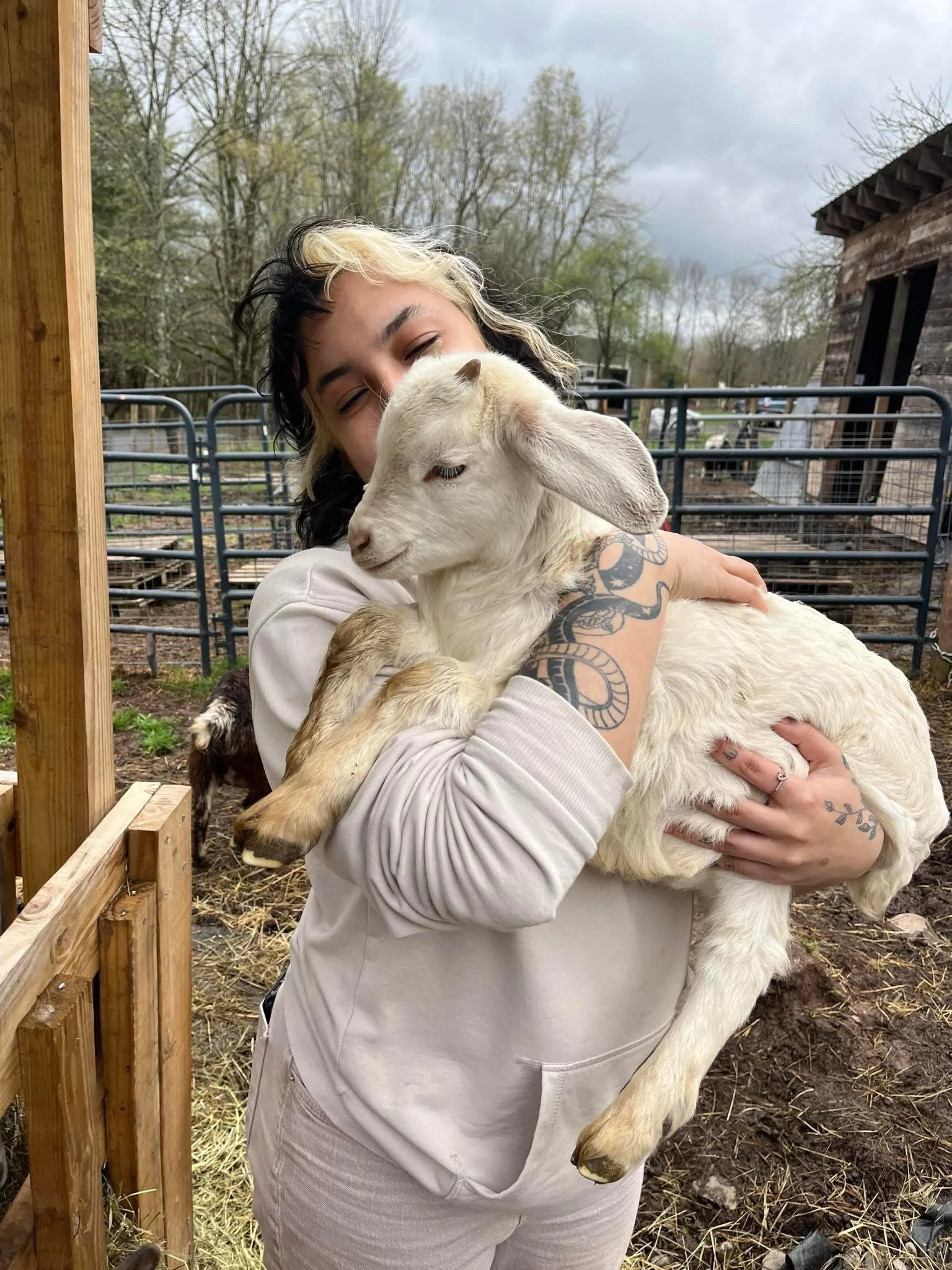 Person hugging a large white goat outdoors, with trees and a rustic building in the background.