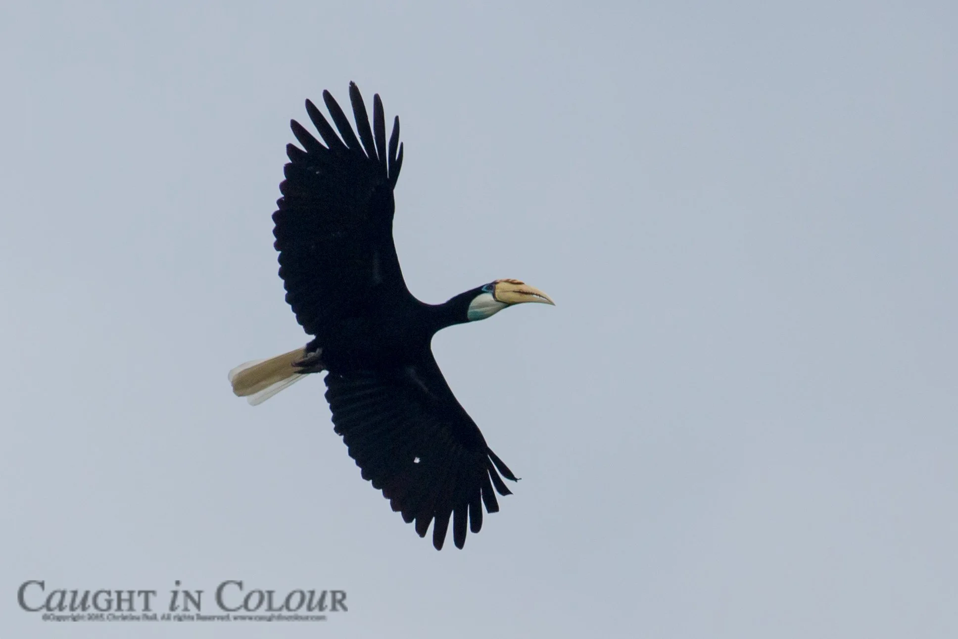 Blyth's hornbill, Cendrawasih Bay, West Papua