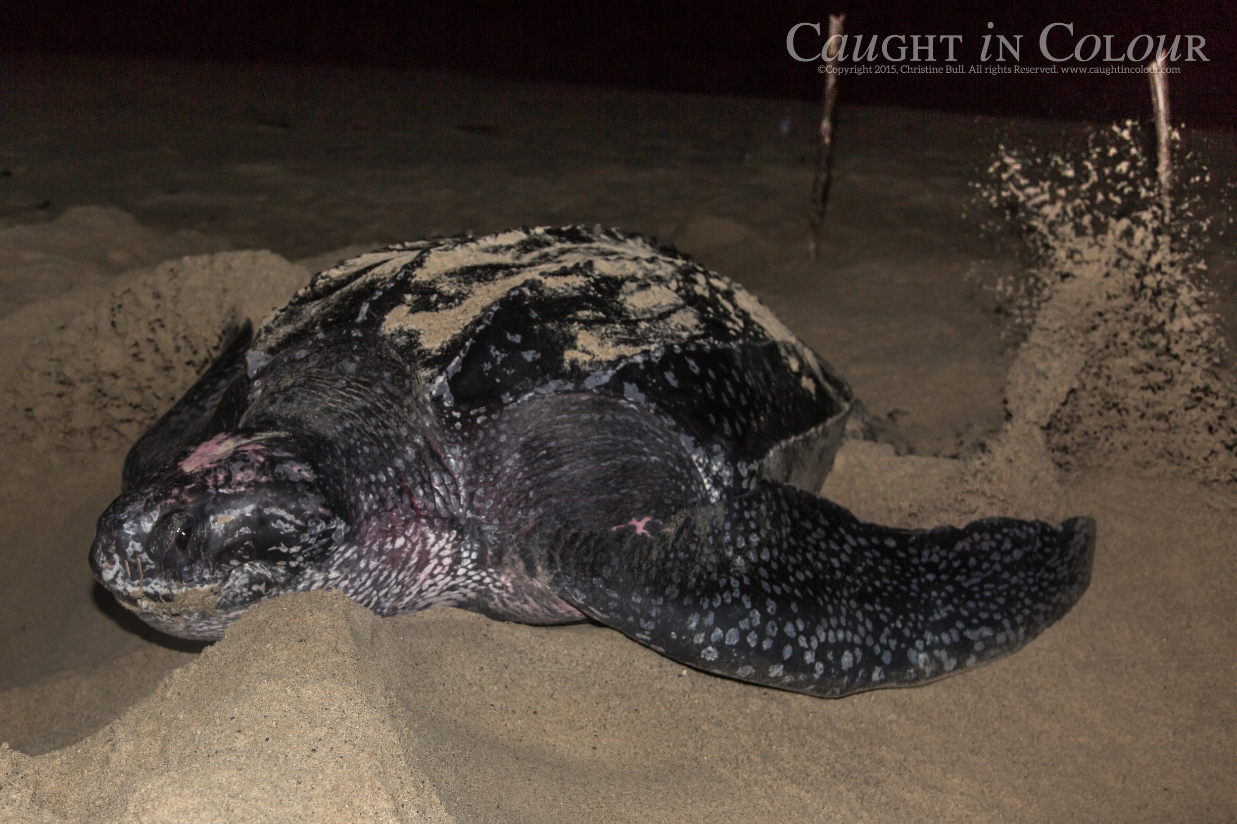 Leatherback_frontal.jpg