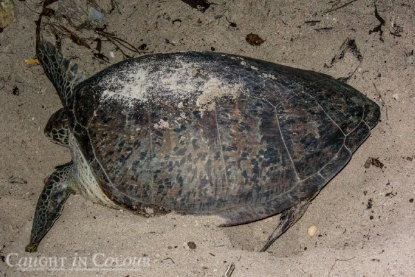 green_turtle_piai.png
