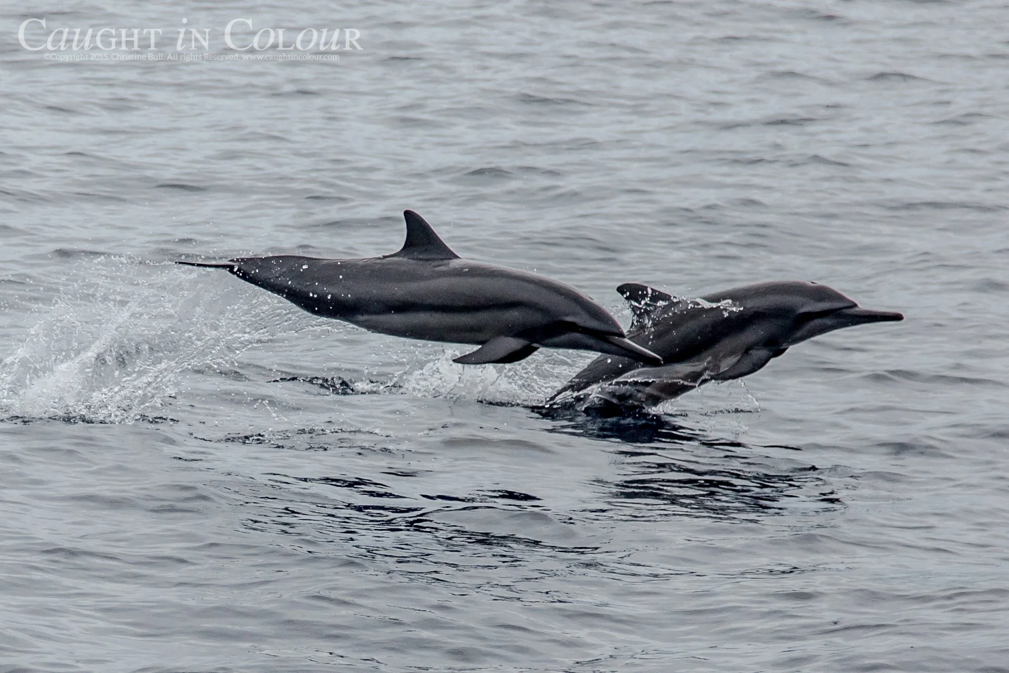 Dolphins, West Papua