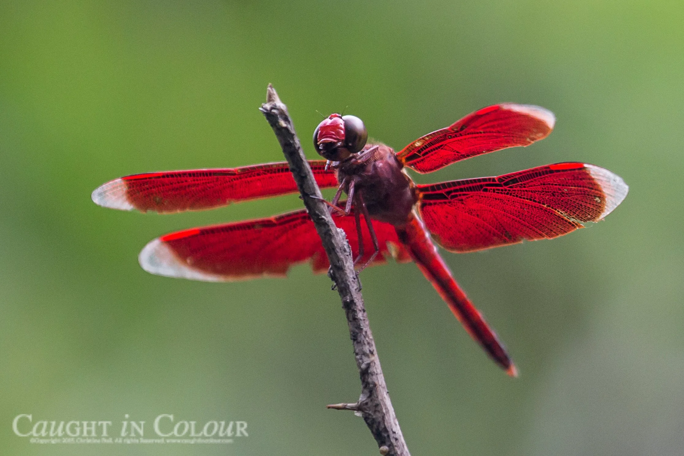 Red dragonfly, West Papua