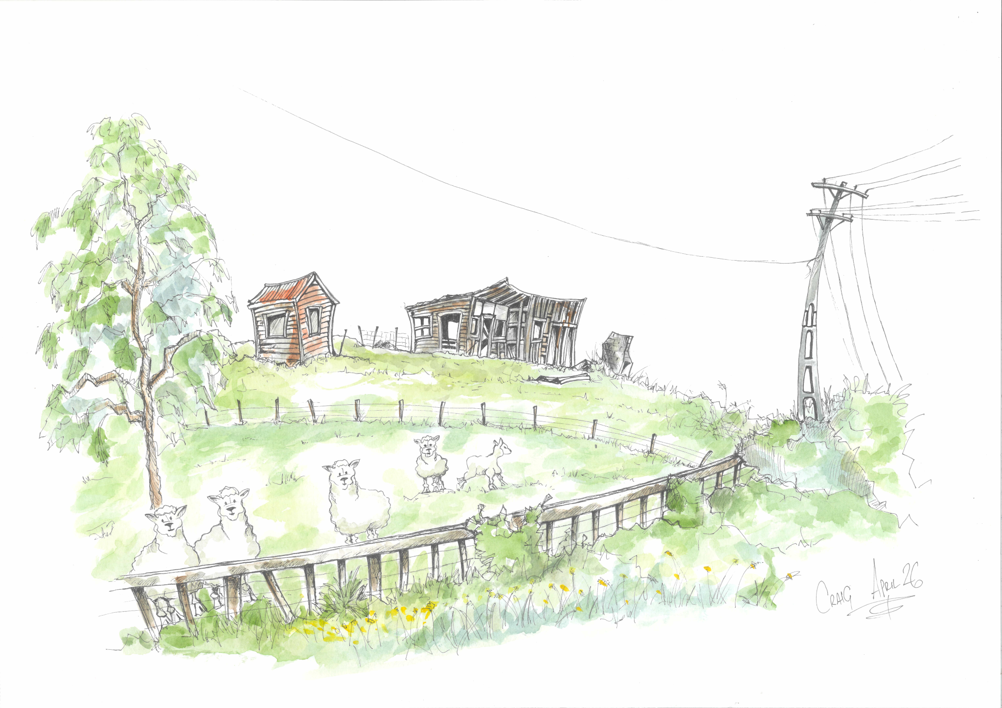 Sheep in Pirongia01.png