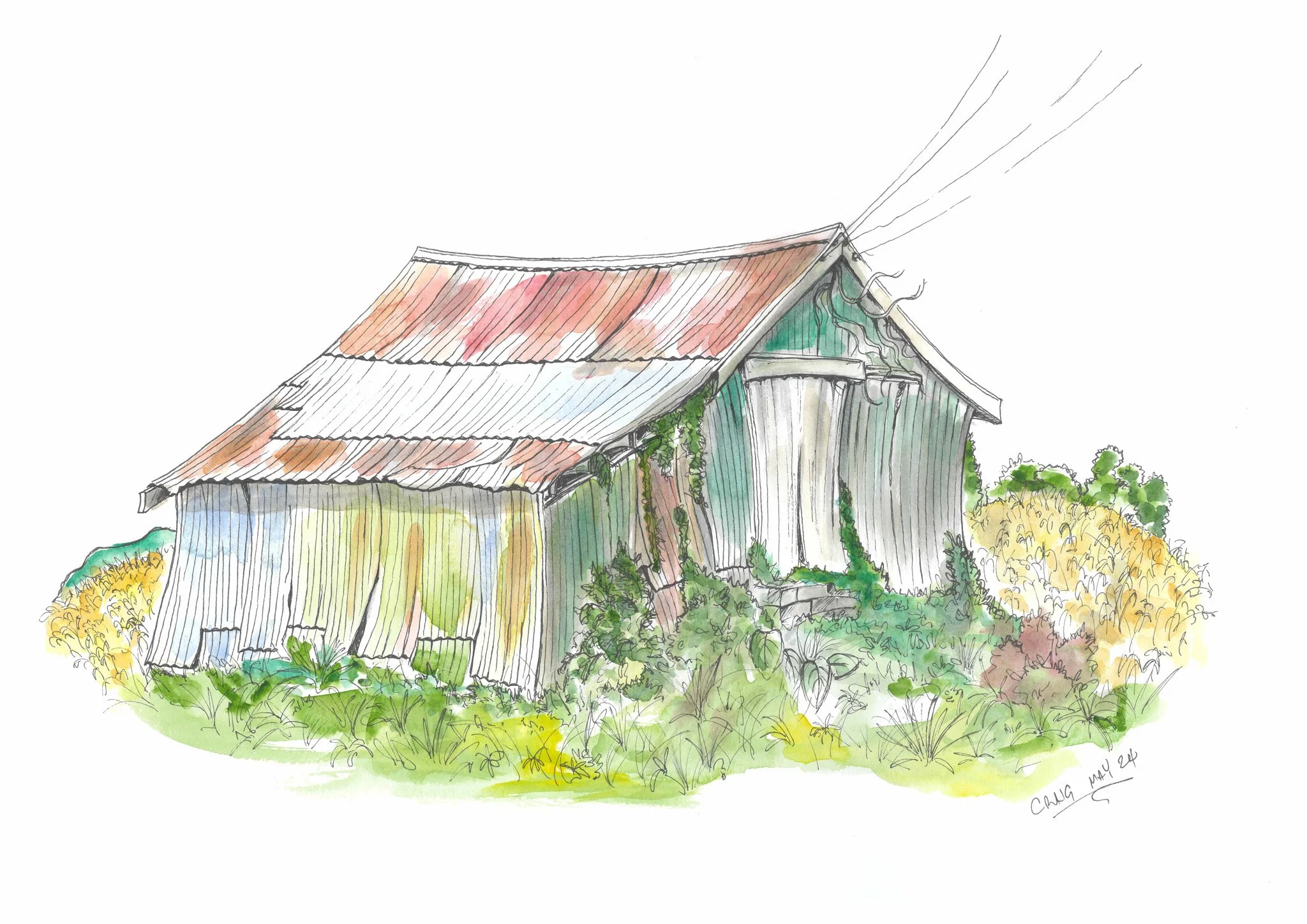 Watercolor sketch of an old, rustic barn with a rusty metal roof, surrounded by green and yellow plants, with power lines overhead.