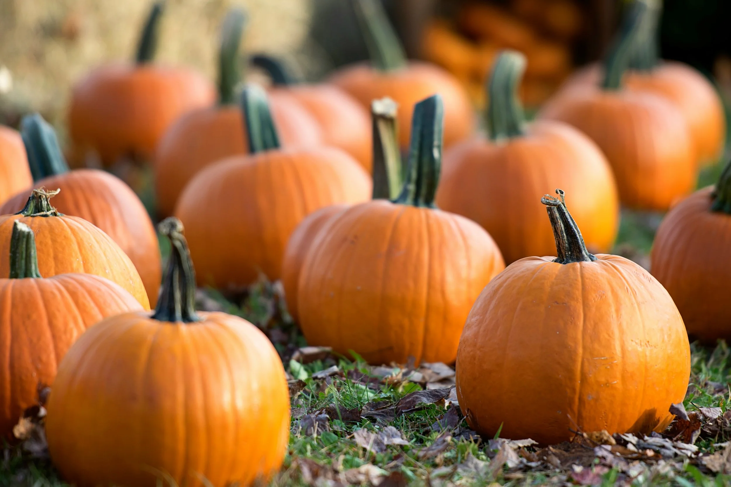 Pumpkin Patch