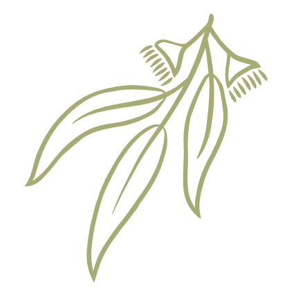 Illustration of three gum leaves and two gum nuts in bloom.