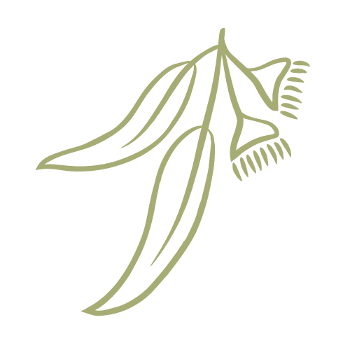 Line drawing of a cluster of eucalyptus leaves and gum nuts in bloom.