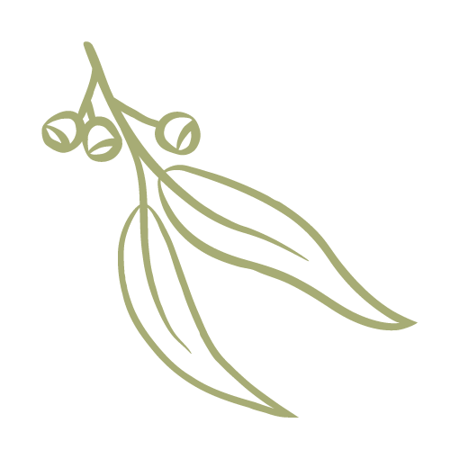 Illustration of two gum leaves with a cluster of gum nuts.